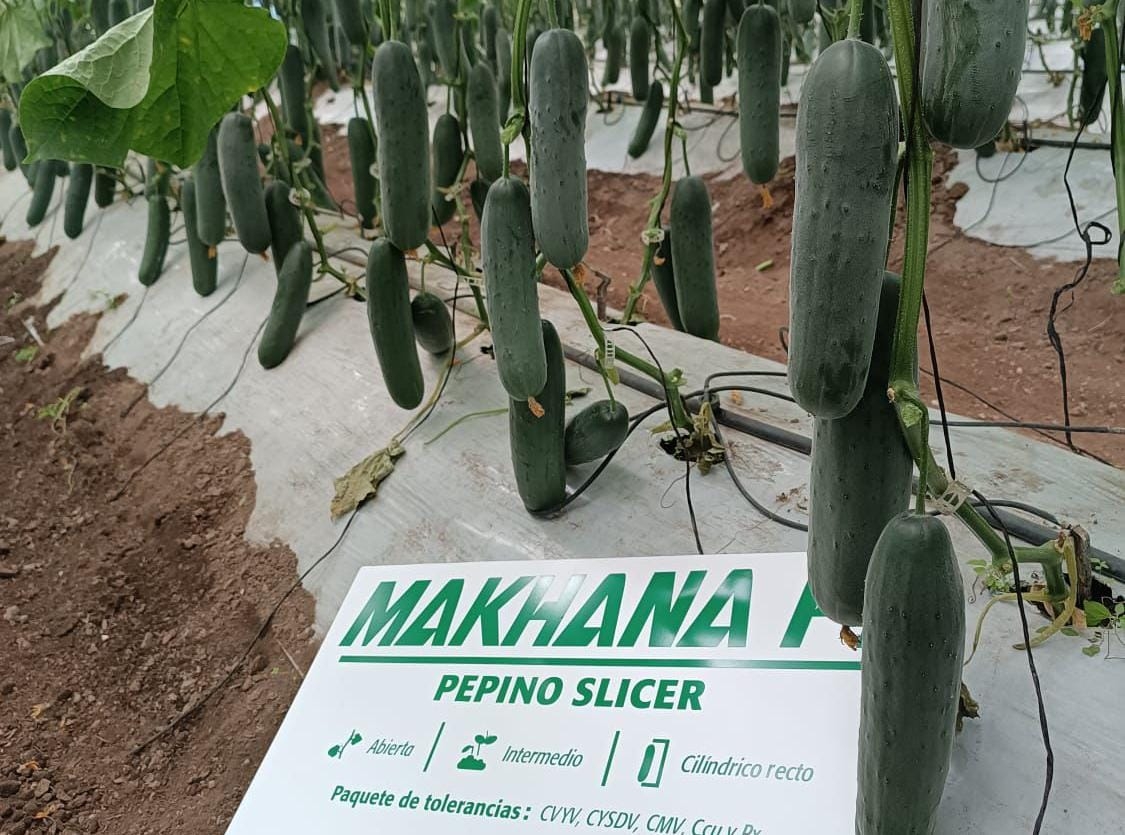 Pepino Makhana F1 de Falcon Seeds